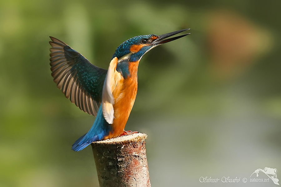 Ledň&aacute;ček ř&iacute;čn&iacute; (Alcedo atthis)