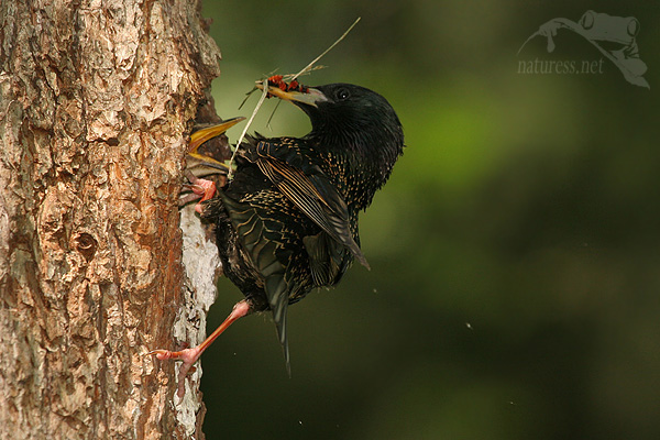 &Scaron;paček obecn&yacute; (Sturnus vulgaris)