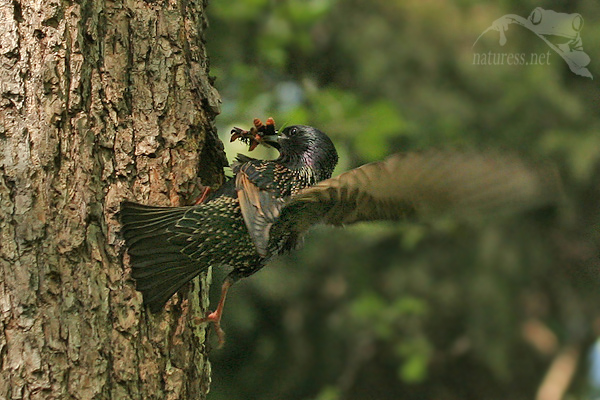&Scaron;paček obecn&yacute; (Sturnus vulgaris)