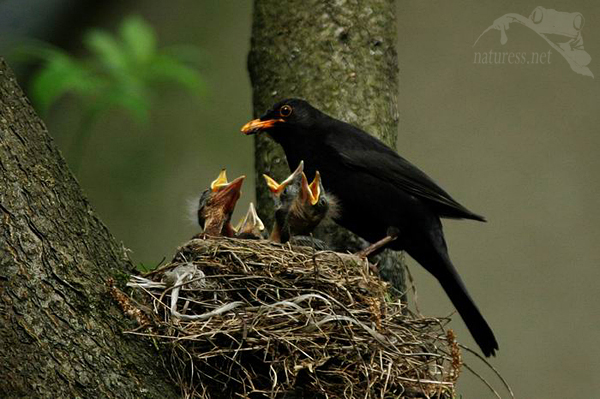 Kos čern&yacute; (Turdus merula)