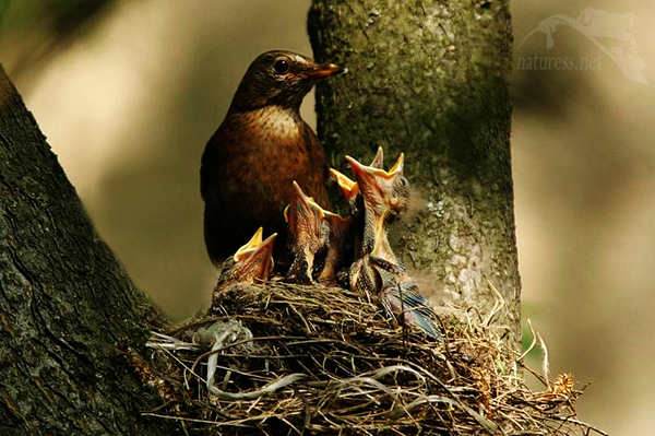Kos čern&yacute; (Turdus merula)