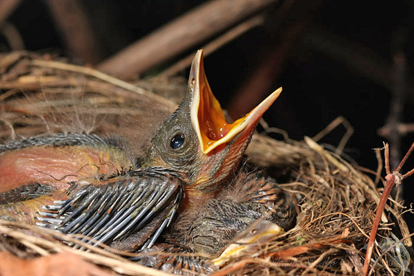 Kos čern&yacute; (Turdus merula)