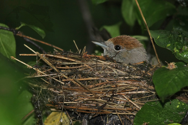 Pěnice černohlav&aacute; (Sylvia atricapilla)