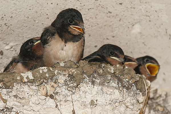 Vla&scaron;tovka obecn&aacute; (Hirundo rustica)