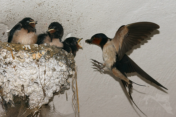 Vla&scaron;tovka obecn&aacute; (Hirundo rustica)