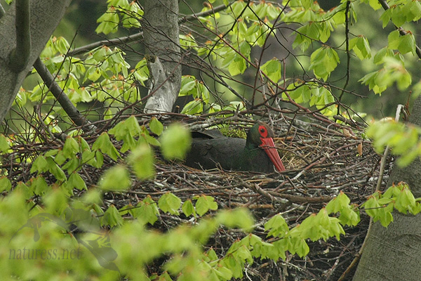 Č&aacute;p čern&yacute; (Ciconia nigra)