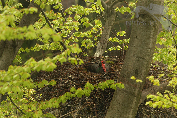 Č&aacute;p čern&yacute; (Ciconia nigra)