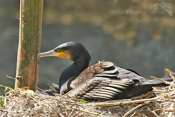 Kormor&aacute;n velk&yacute; (Phalacrocorax carbo)