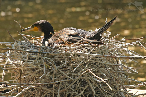 Kormor&aacute;n velk&yacute; (Phalacrocorax carbo)