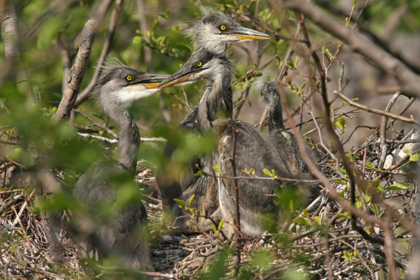 Volavka popelav&aacute; (Ardea cinerea)