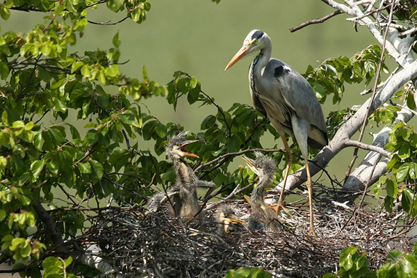 Volavka popelav&aacute; (Ardea cinerea)