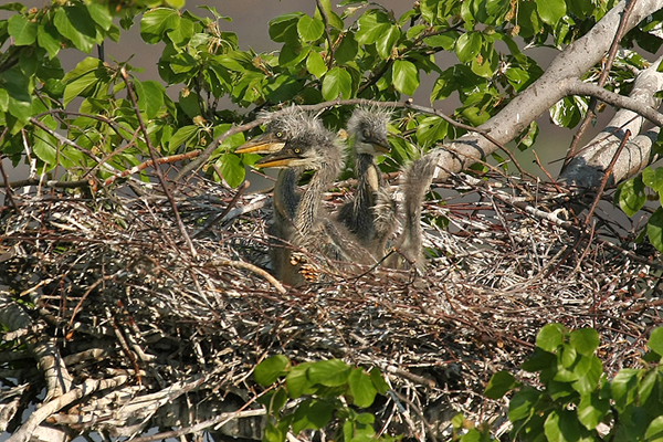 Volavka popelav&aacute; (Ardea cinerea)