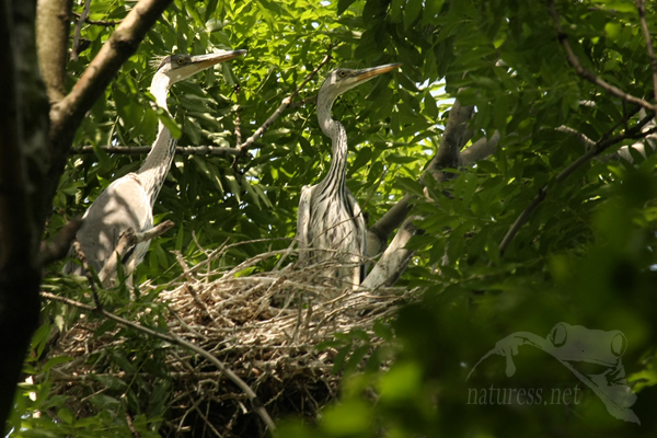 Volavka popelav&aacute; (Ardea cinerea)