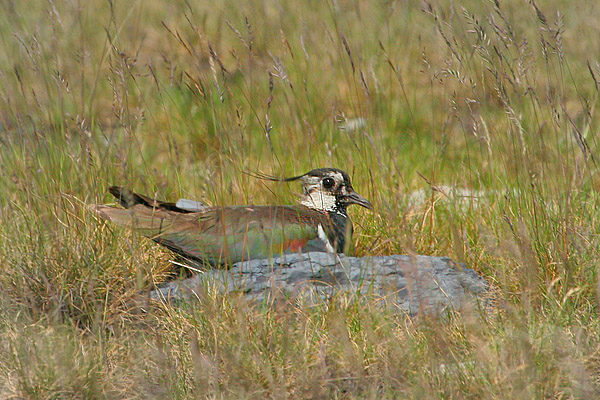 Čejka chocholat&aacute; (Vanellus vanellus)