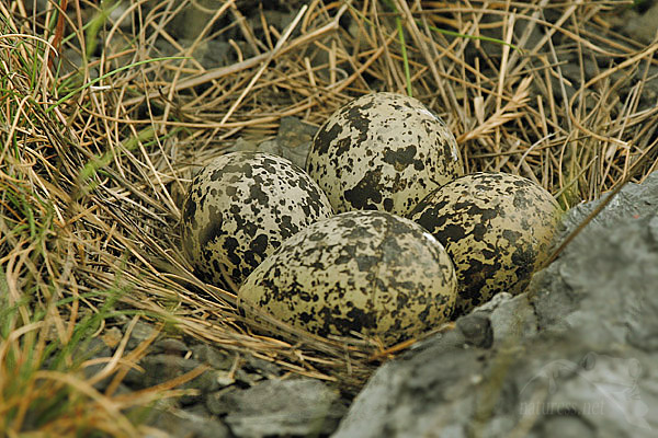 Čejka chocholat&aacute; (Vanellus vanellus)