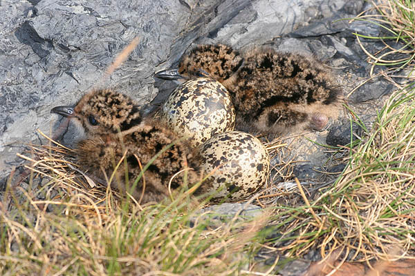 Čejka chocholat&aacute; (Vanellus vanellus)