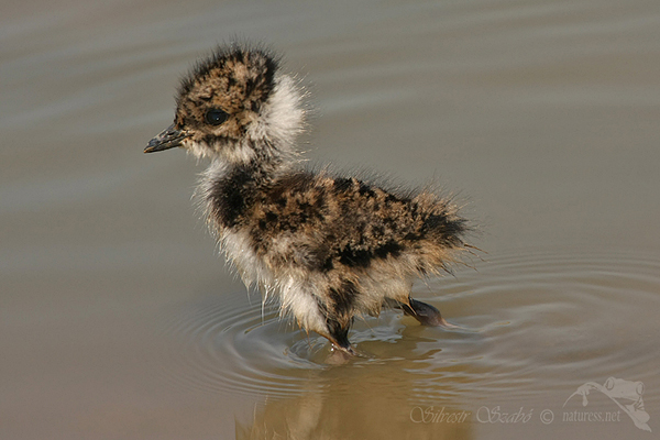 Čejka chocholat&aacute; (Vanellus vanellus)