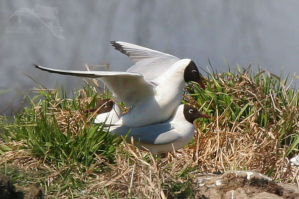 Racek chechtav&yacute; (Larus ridibundus)