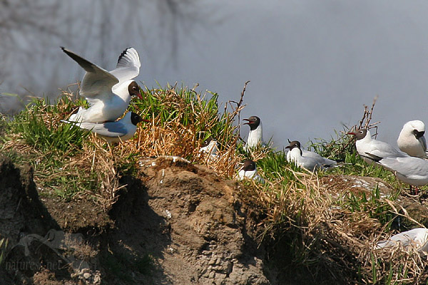 Racek chechtav&yacute; (Larus ridibundus)