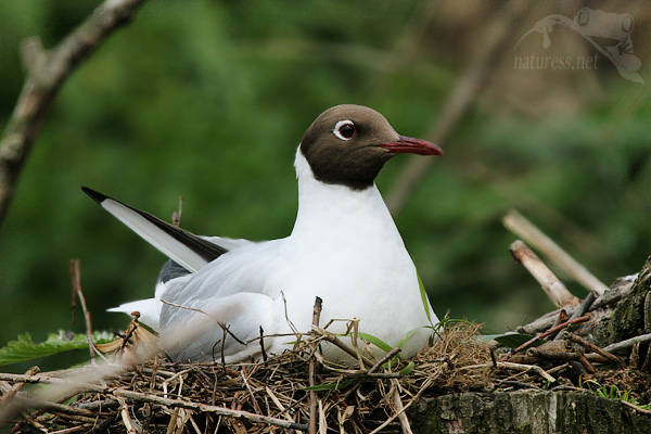 Racek chechtav&yacute; (Larus ridibundus)
