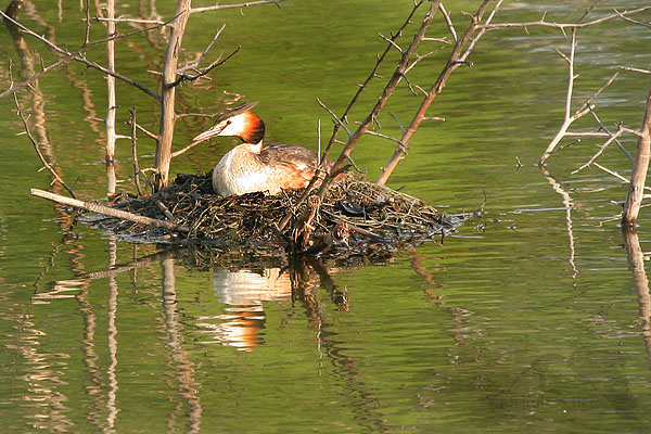 Pot&aacute;pka roh&aacute;č (Podiceps cristatus)