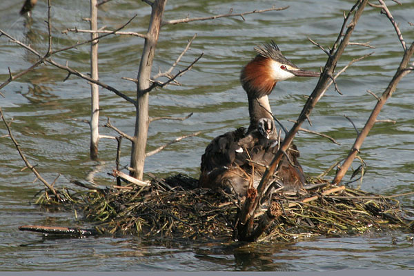 Pot&aacute;pka roh&aacute;č (Podiceps cristatus)