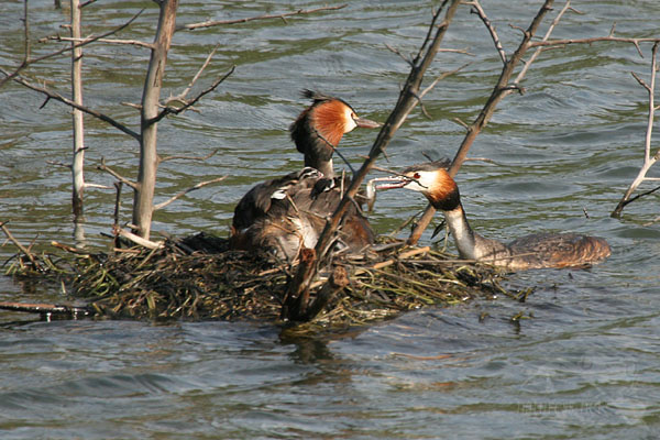 Pot&aacute;pka roh&aacute;č (Podiceps cristatus)