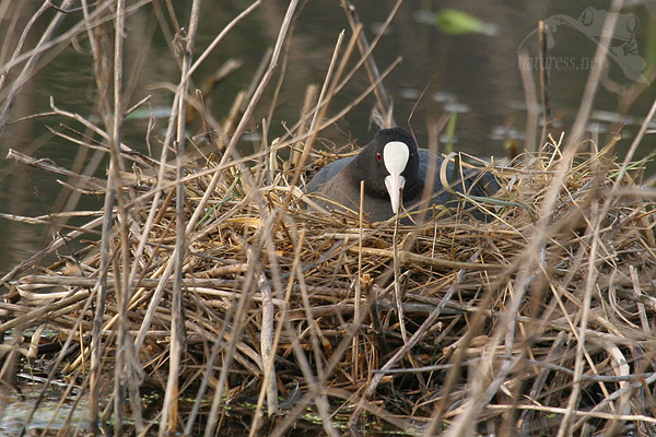 Lyska čern&aacute; (Fulica atra)