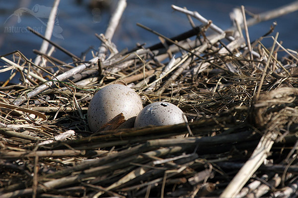 Lyska čern&aacute; (Fulica atra)