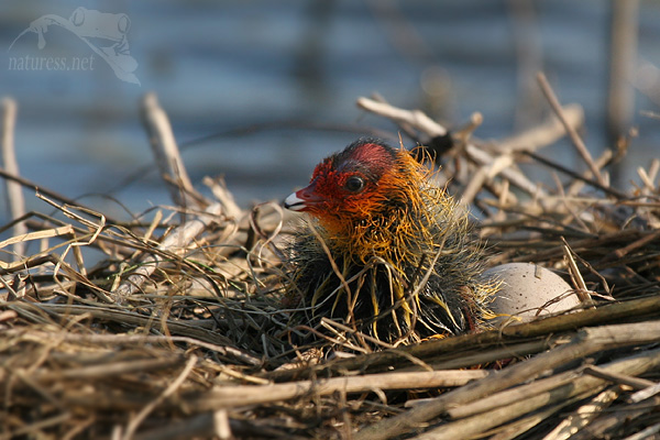 Lyska čern&aacute; (Fulica atra)