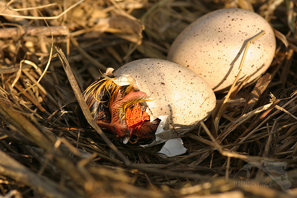 Lyska čern&aacute; (Fulica atra)