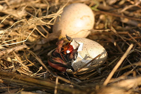 Lyska čern&aacute; (Fulica atra)