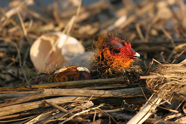 Lyska čern&aacute; (Fulica atra)