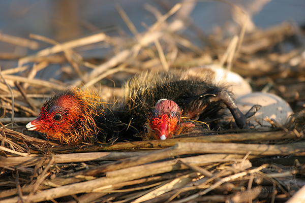 Lyska čern&aacute; (Fulica atra)