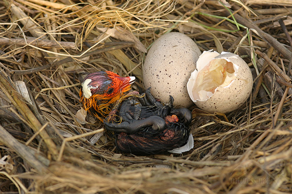 Lyska čern&aacute; (Fulica atra)