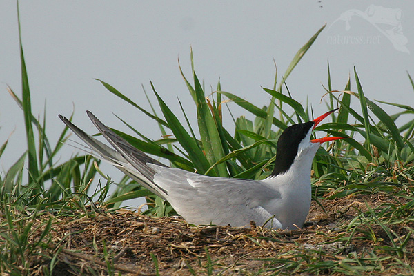 Ryb&aacute;k obecn&yacute; (Sterna hirundo)