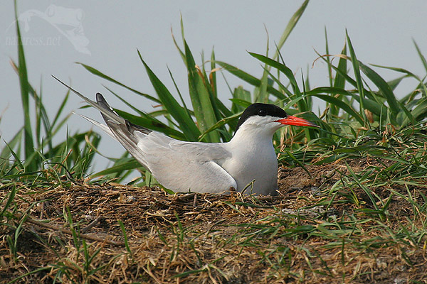 Ryb&aacute;k obecn&yacute; (Sterna hirundo)