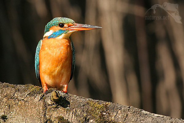 Ledň&aacute;ček ř&iacute;čn&iacute; (Alcedo atthis)