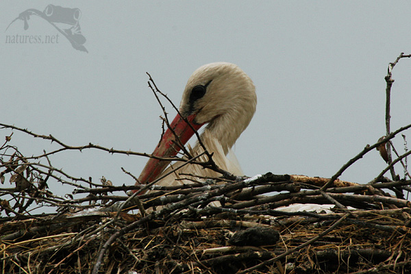 Č&aacute;p b&iacute;l&yacute; (Ciconia ciconia)