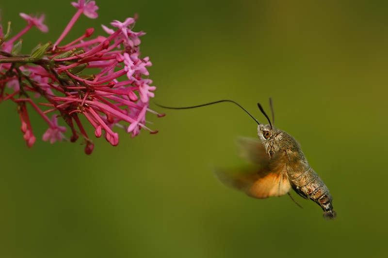 Dlouhozobka sv&iacute;zelov&aacute; (Macroglossum stellatarum)