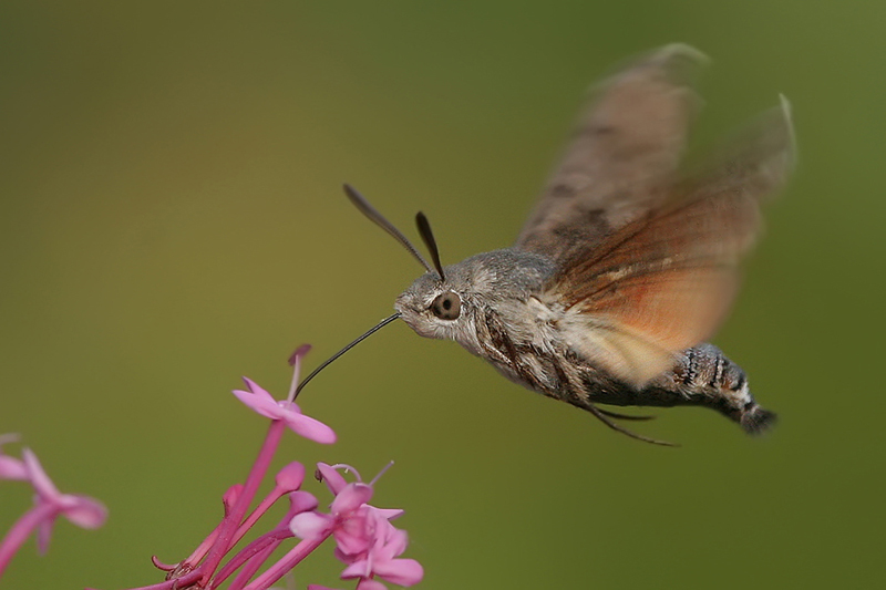 Dlouhozobka sv&iacute;zelov&aacute; (Macroglossum stellatarum)