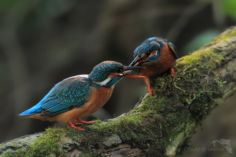 Ledň&aacute;ček ř&iacute;čn&iacute; (Alcedo atthis)