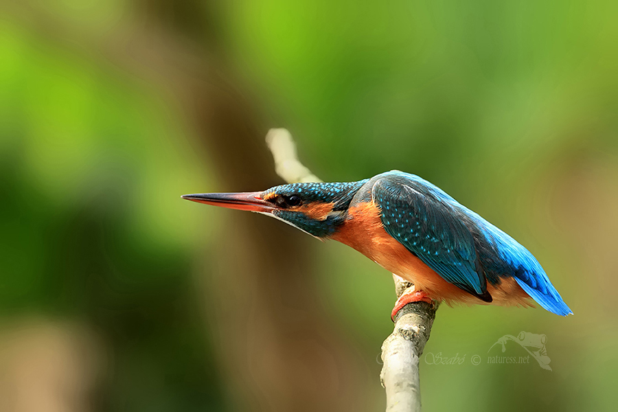Ledň&aacute;ček ř&iacute;čn&iacute; (Alcedo atthis)