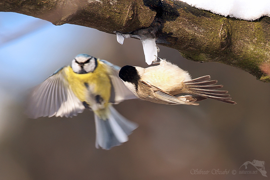 focení drobných ptáků v lese Sýkora babka (Parus palustris)