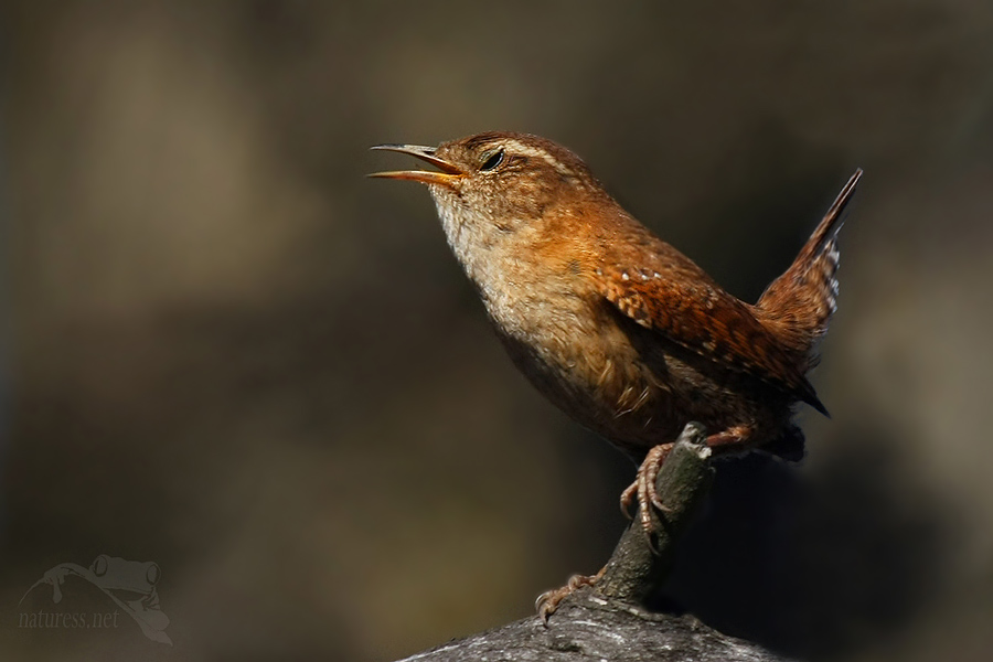Střízlík obecný (Troglodytes troglodytes)