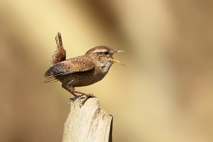 Střízlík obecný (Troglodytes troglodytes)