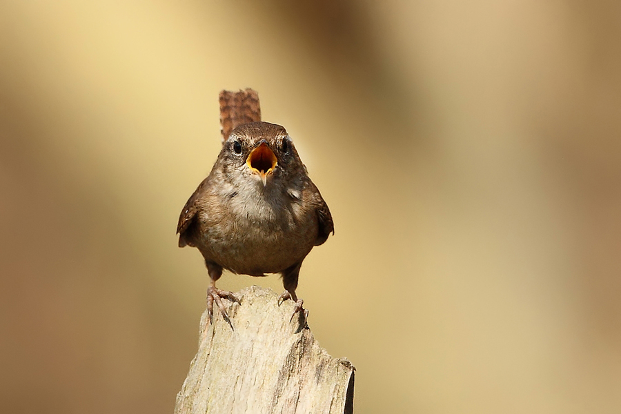 Střízlík obecný (Troglodytes troglodytes)