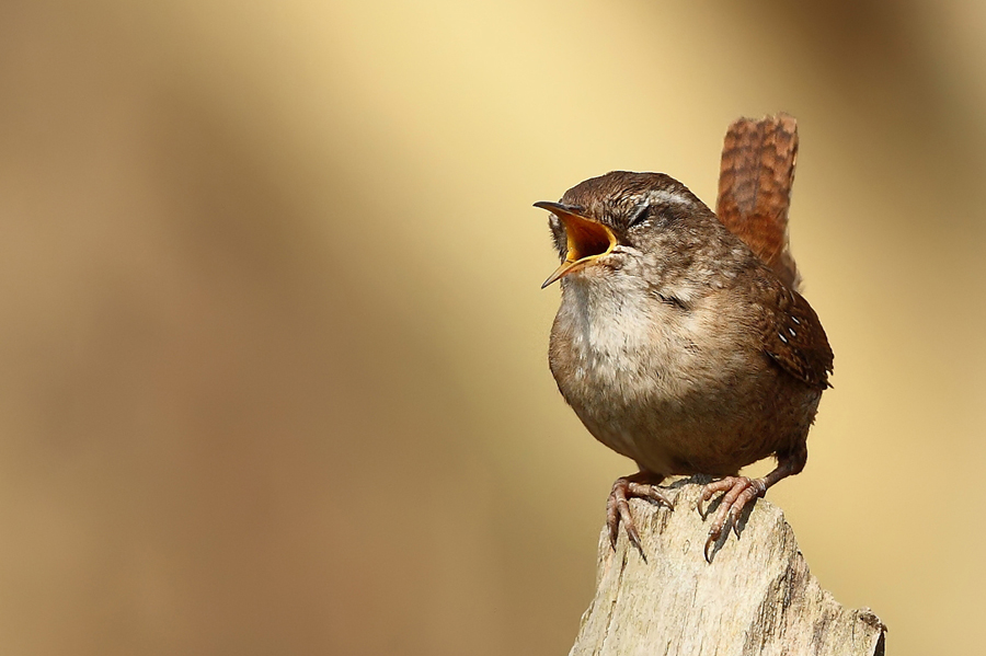 Střízlík obecný (Troglodytes troglodytes)