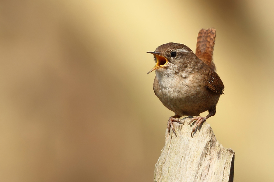 Střízlík obecný (Troglodytes troglodytes)