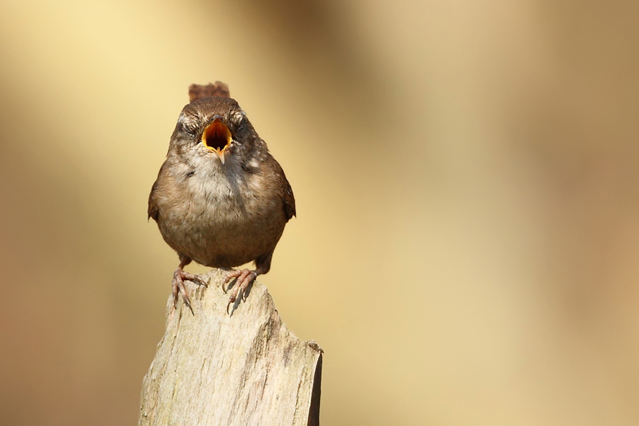 Střízlík obecný (Troglodytes troglodytes)